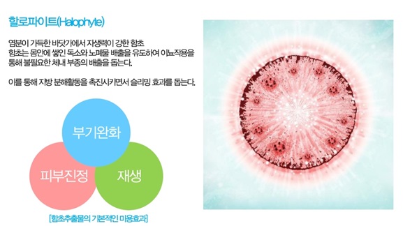 이미지: 주요성분_1