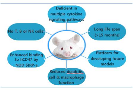 이미지: NOD-scid-IL2Rgnull (NSG) 마우스