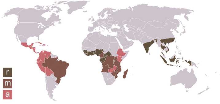 이미지: R=로부스터, A=아라비카, M=혼합을 의미함