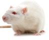 이미지: 02_rat