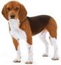 이미지: 04_beagles