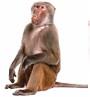 이미지: 05_monkey