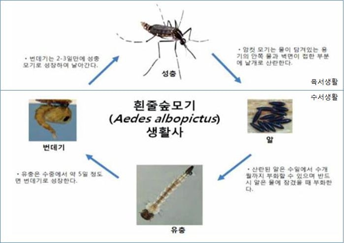 이미지: 흰줄숲모기 생활사