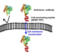 이미지: 세포, 조직 투과성 펩타이드(nipep-tpp)에 의한 단백질의 세포 내 전달 원리