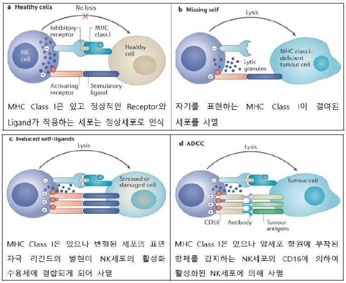 이미지: NK세포의 매커니즘 Ⅱ