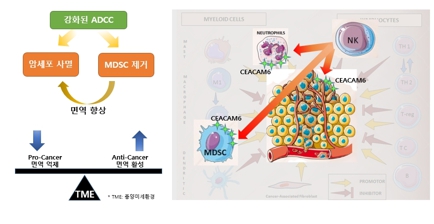 이미지: 예투_dnp002작용기전