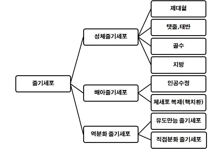 이미지: 줄기세포 분류