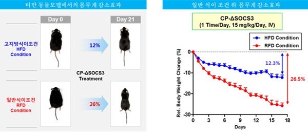 이미지: 고도비만 치료제 소개