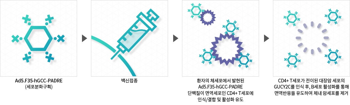 이미지: GCC Vaccine 투여 진행 과정
