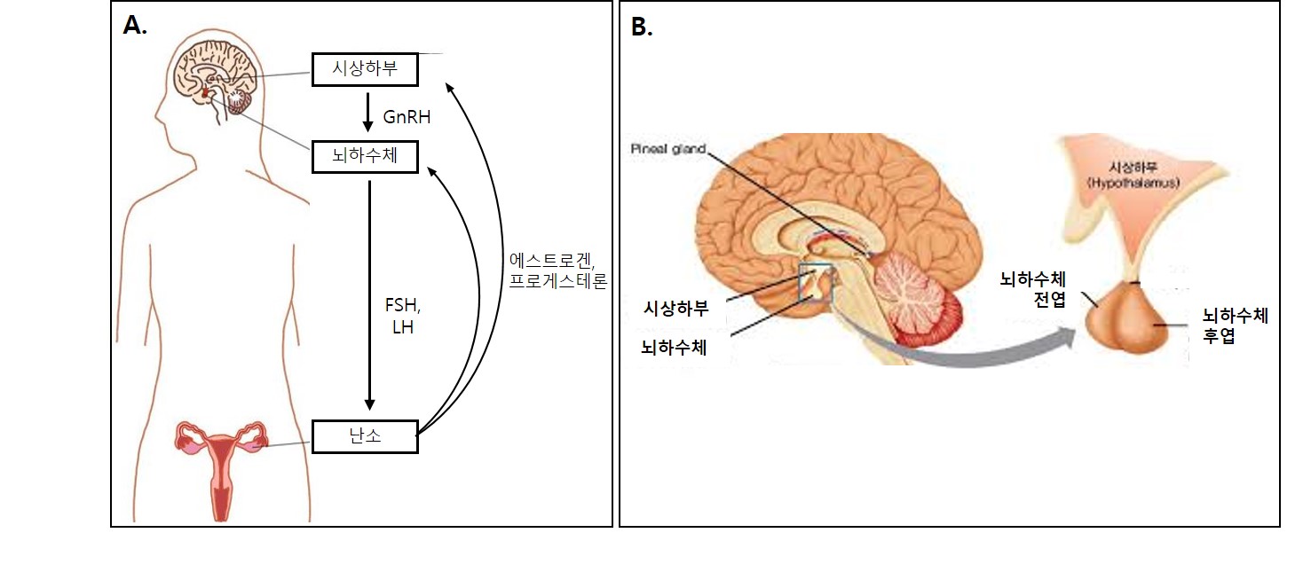 이미지: [a. 시상하부-뇌하수체-난소 축, b. 뇌에서 시상하부와 뇌하수체의 위치]3