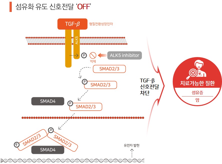 이미지: [tu2218에 의한 tgf-β 신호 전달 억제 기전]3