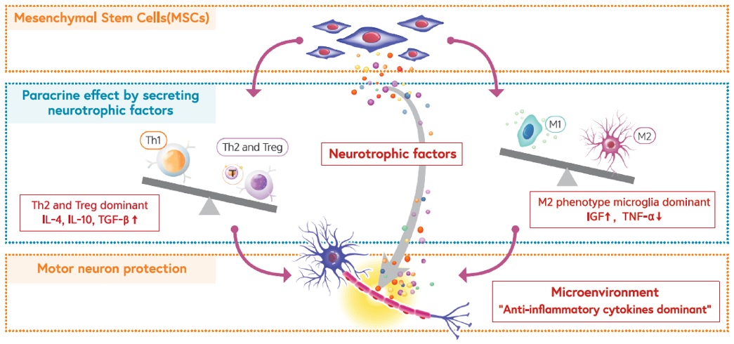이미지: 뉴로나타-알주의 작용기전