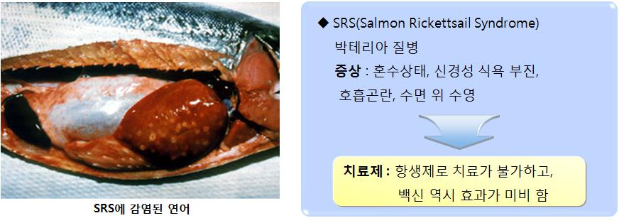 이미지: SRS