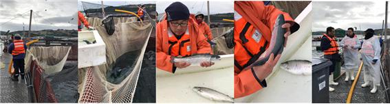 이미지: Sea lice 피해감소제 시험 현장