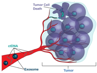 이미지: 종양 조직에서 ctdna 분비