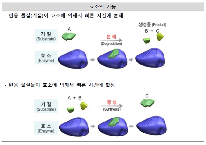 이미지: 효소의 기능