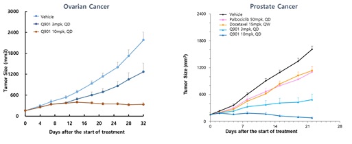 이미지: 난소암 및 전립선암 단독투여 결과