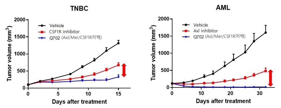 이미지: 삼중 음성 유방암(TNBC) 및 급성 골수성 백혈병(AML)에서의 단독투여 결과