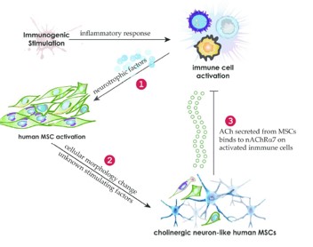 이미지: [Yi et al. (International Journal of Stem Cells, 2019)]