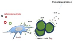 이미지: [Lee et al. (Scientific Reports. 2017, 7:44486)]