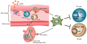 이미지: [Na et al. (Cell Death & Differentiation, 2014, 5, e1345)]