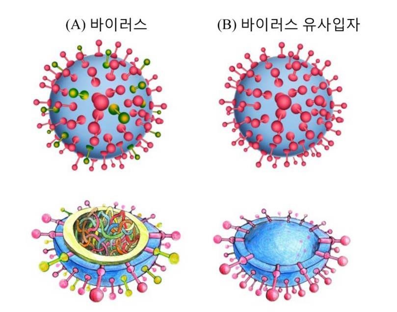 이미지: 바이러스와 바이러스 유사입자(VLP) 비교