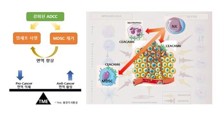 이미지: dnp002 작용기전