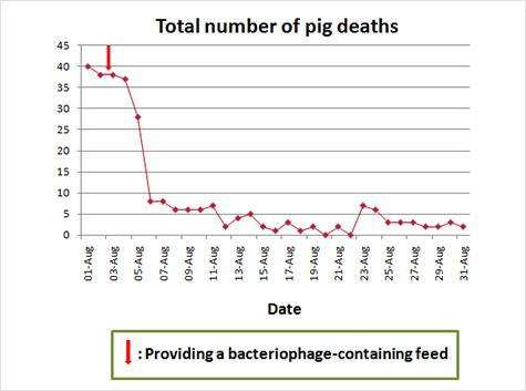 이미지: Total number of pig deaths