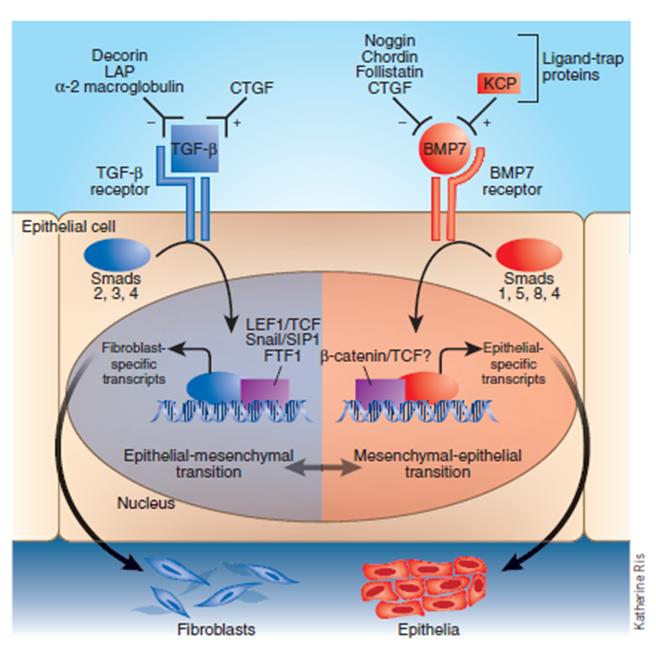 이미지: BMP7의 흉터 형성억제 메커니즘 (nature medicine)