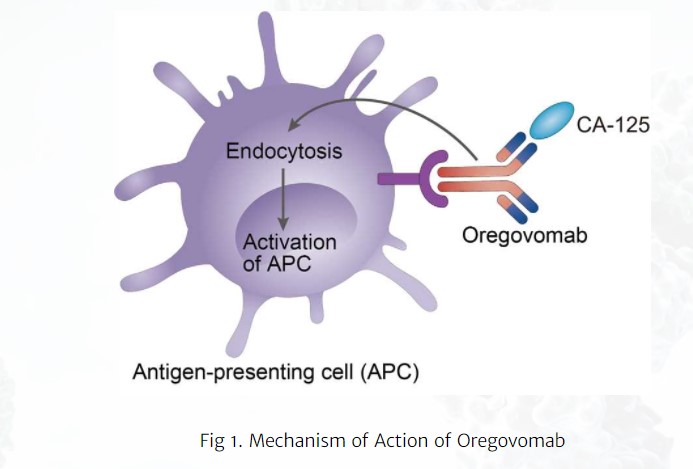 이미지: 작용기전