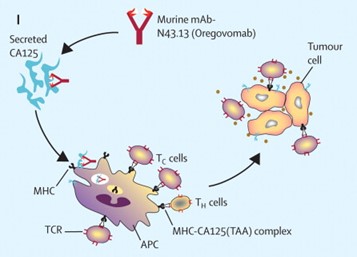 이미지: 작용기전2