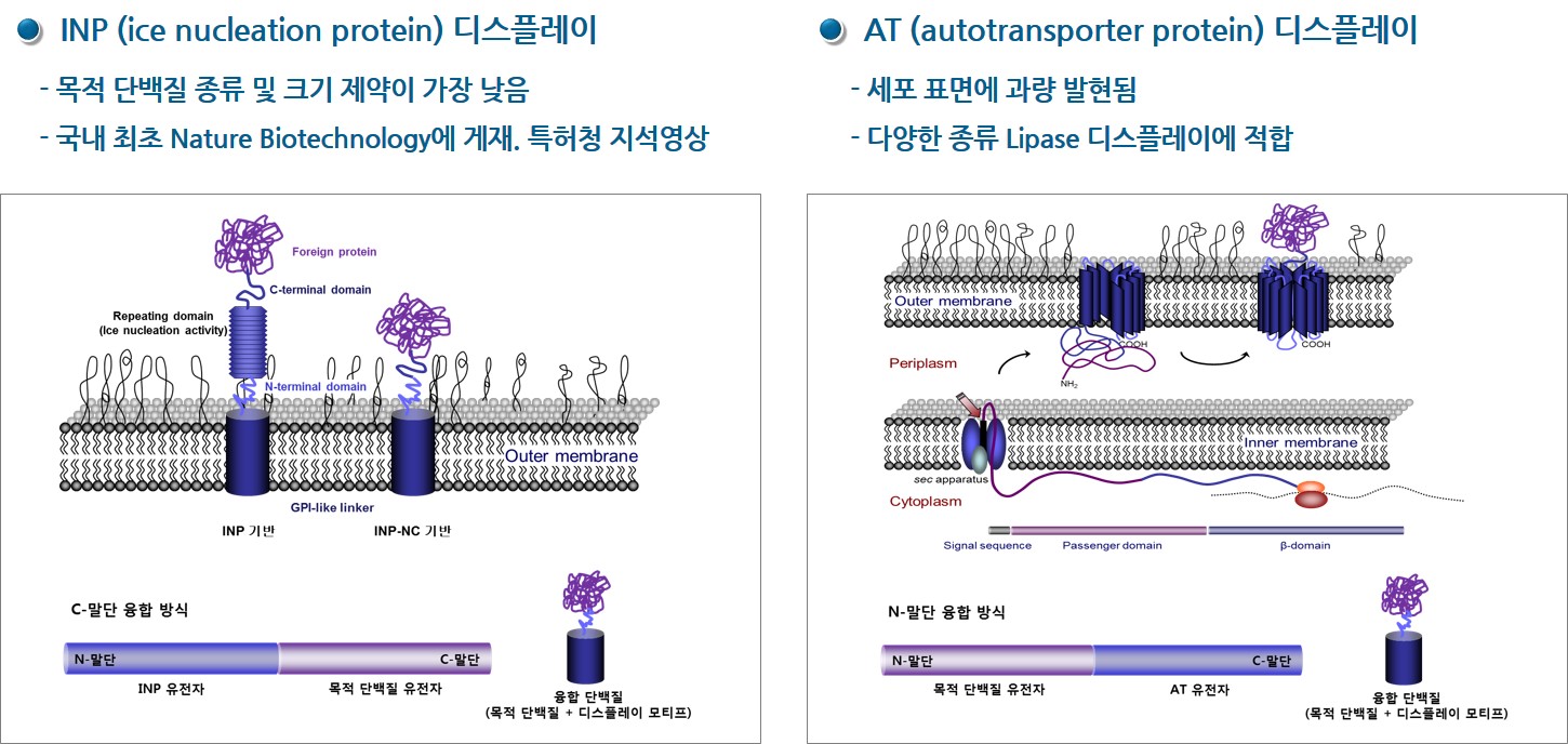 이미지: [박테리아 디스플레이 기술 모식도]
