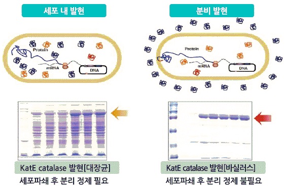 이미지: [세포내 발현 기술과 분비발현 기술 모식도]