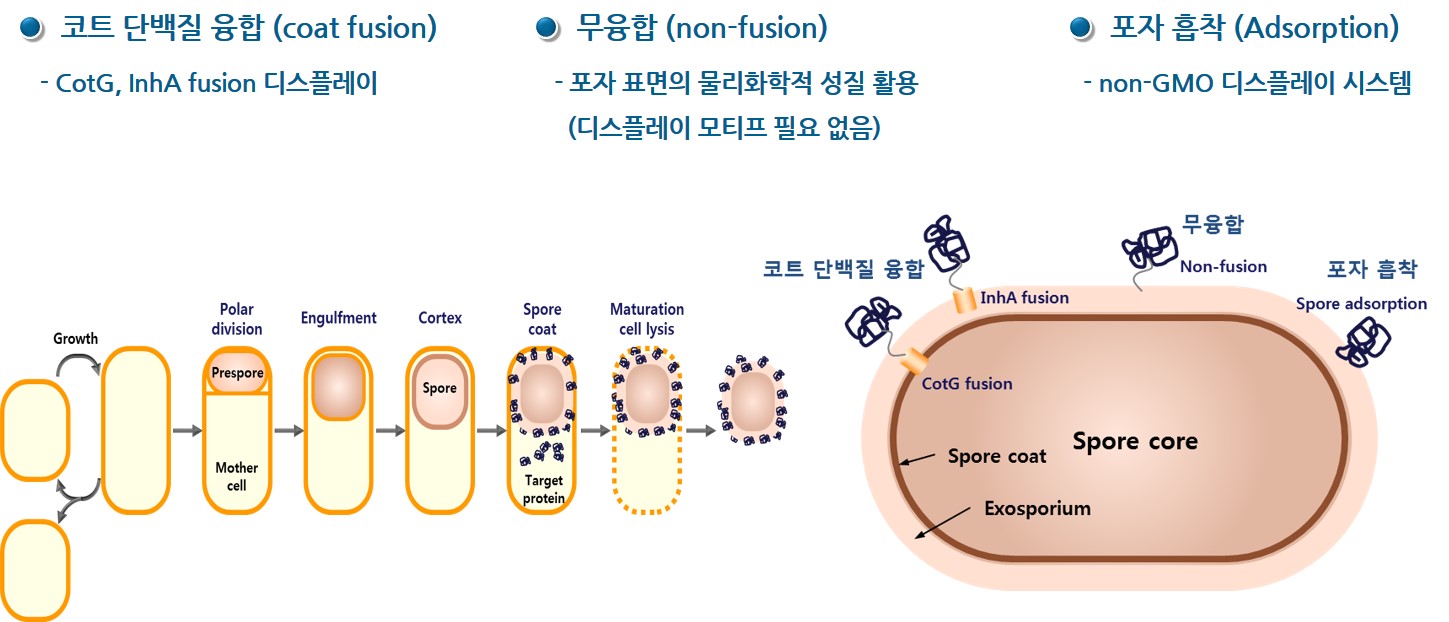 이미지: [포자 디스플레이 기술 모식도]