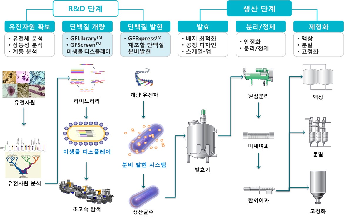 이미지: [효소 개발 및 생산 단계]