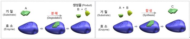 이미지: [효소의 기능]