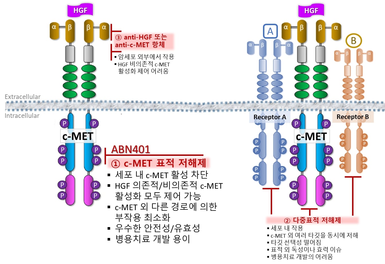 이미지: c-MET 작용기전 모식도