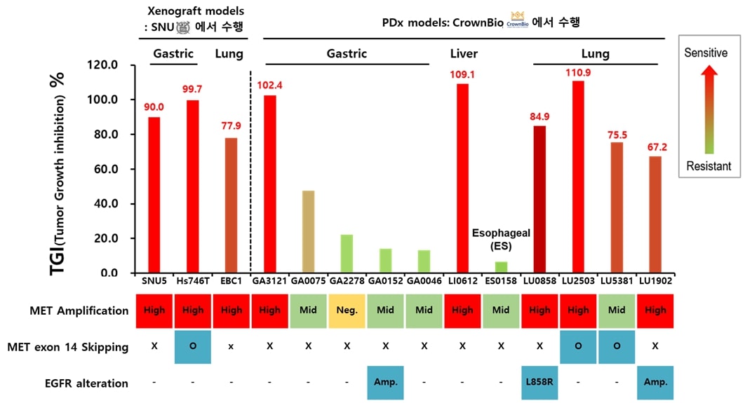 이미지: ABN401의 in vivo 효능 평가