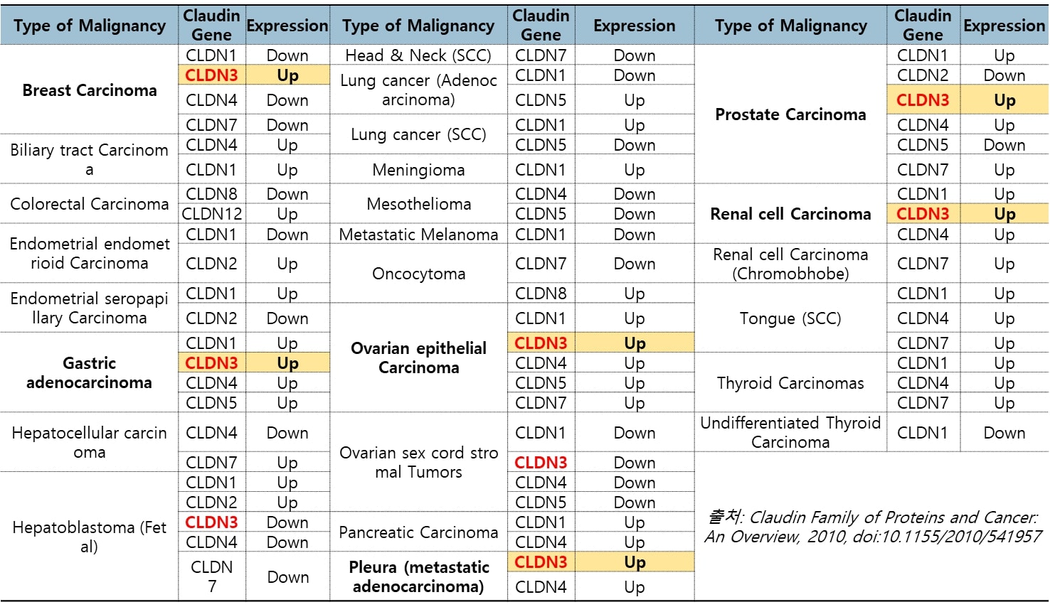 이미지: 다양한 고형암에서 과발현되는 claudin3(CLDN3)