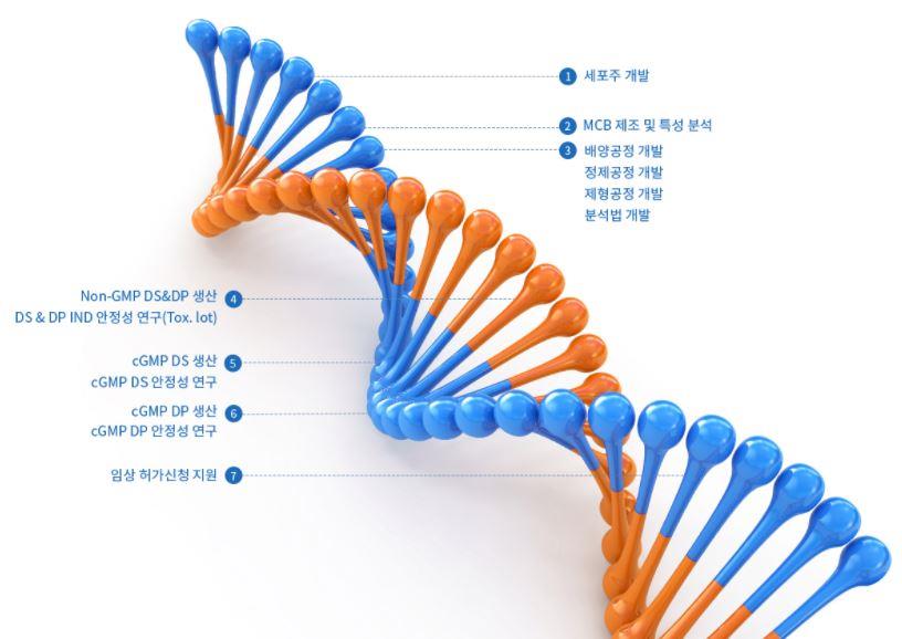 이미지: 유전자부터 임상 허가신청까지의 개발 경로