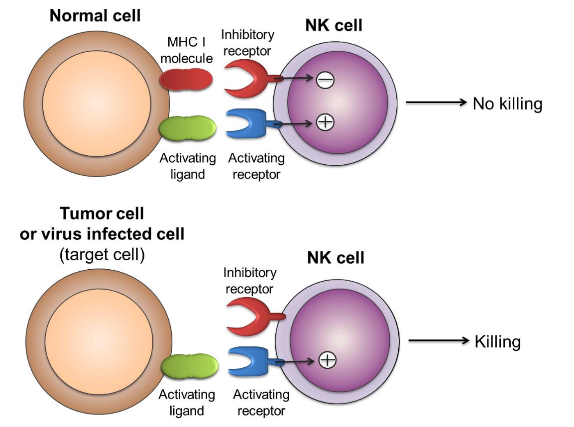 이미지: NK세포 작용 기전