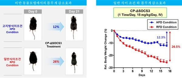 이미지: 고도비만 치료제 과정