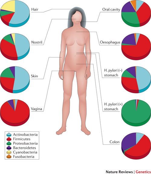 이미지: 인체 부위 별 휴먼 마이크로바이옴 분포
