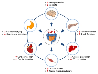 이미지: GLP-1의 체내 작용