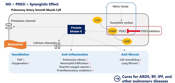 이미지: no-releasing pde5 inhibitor의 이중 작용 기전