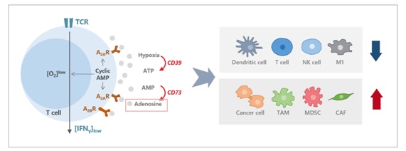 이미지: 종양 미세 환경에서의 아데노신의 역할