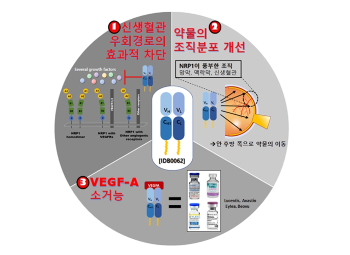 이미지: IDB062의 특징적인 3가지 작용기전