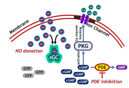 이미지: 이중 기능을 갖는 NO-donating PDE inhibitor 작용기전