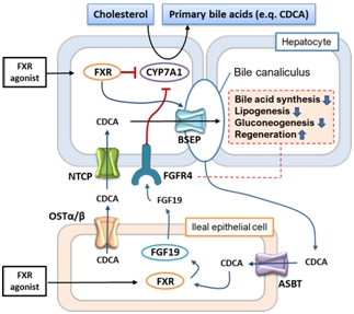 이미지: FXR agonist 작용기전