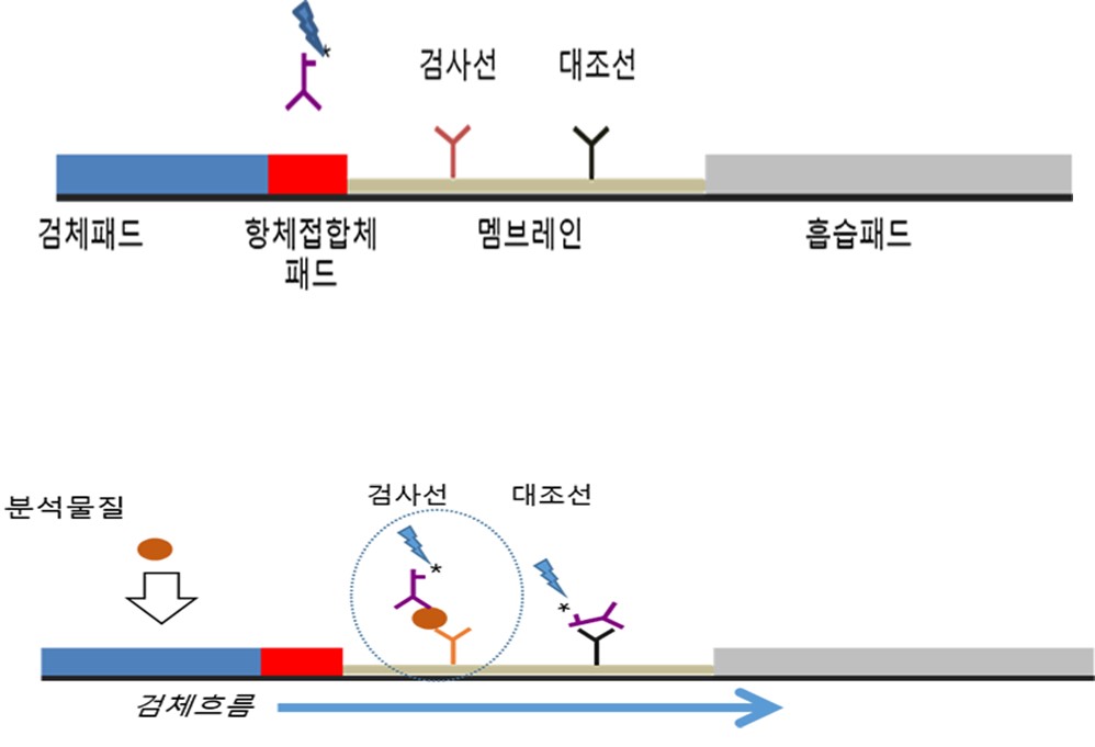 이미지: 면역크로마토그래피 래피드 키트 반응원리